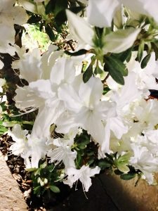 Cecilia Solari poesía zentido