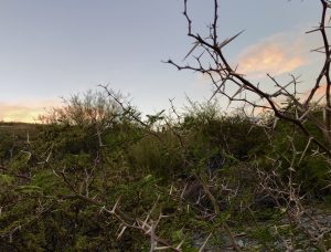 CECILIA SOLARI DELUSIONAL